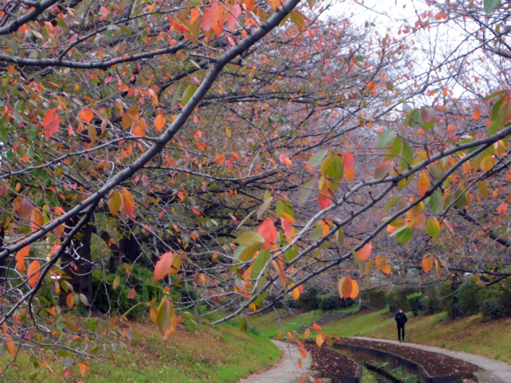 江川せせらぎ緑道