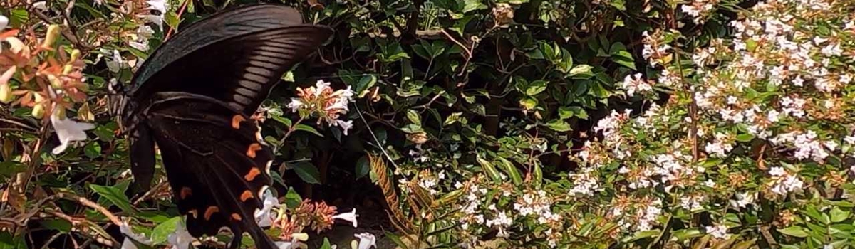 soiguサイトのキャプチャー画像