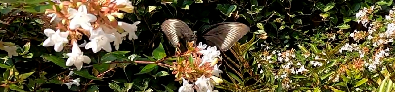 ソイグサイトトップ画像